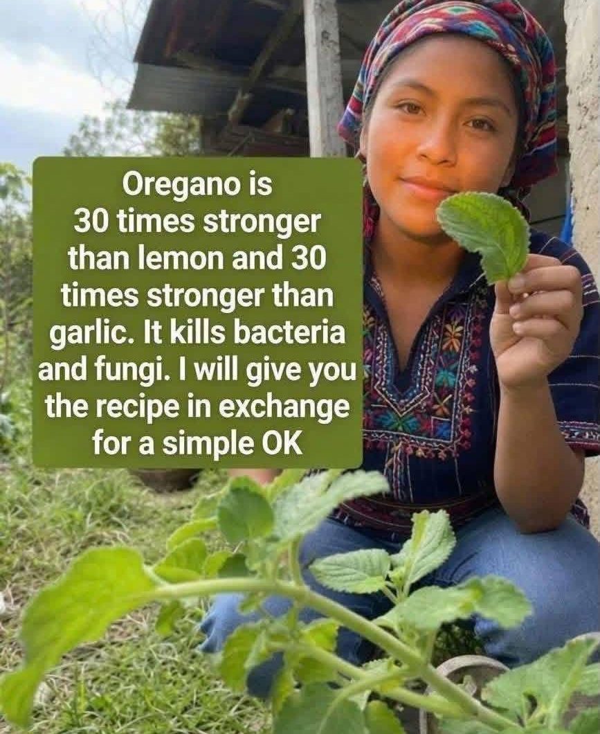 Healthy Fresh Oregano Tea